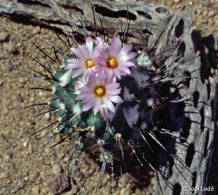 Turbinicarpus roseiflorus ©JLcoll.4416